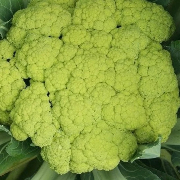 Bloemkool Verde di Macerata Biologisch