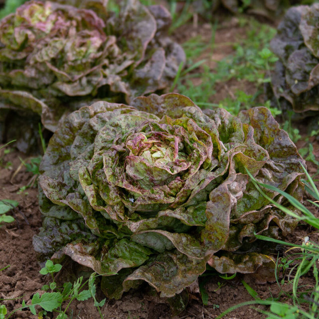 Botersla ‘Speckled Amish’ (Lactuca sativa) – biologische zaden
