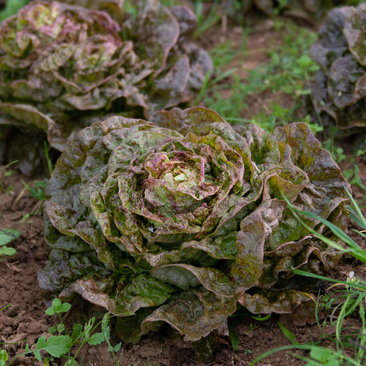 Botersla ‘Speckled Amish’ (Lactuca sativa) – biologische zaden