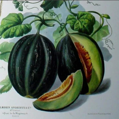 Meloen Bourgondische Blend Biologisch
