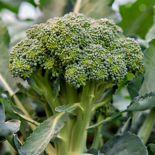Broccoli 'Bobby' Biologisch
