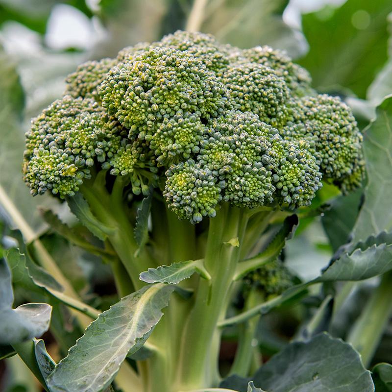 Broccoli 'Bobby' Biologisch