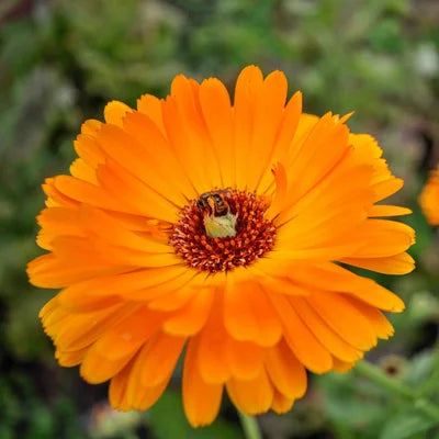Goudsbloem/Calendula Officinalis - Feggies