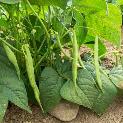 Cannellini Dwergdopboon Biologisch