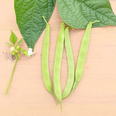 Cannellini Dwergdopboon Biologisch