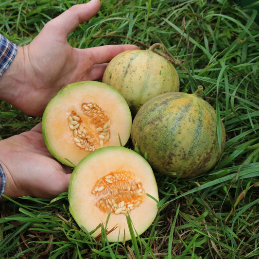 Meloen Cantaloup Charentais biologische zaden