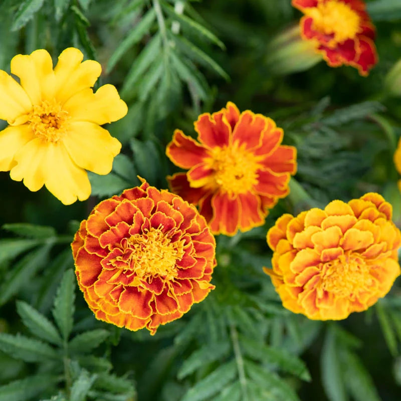 Tagetes China Cat Mix (Afrikaantjes) - Feggies