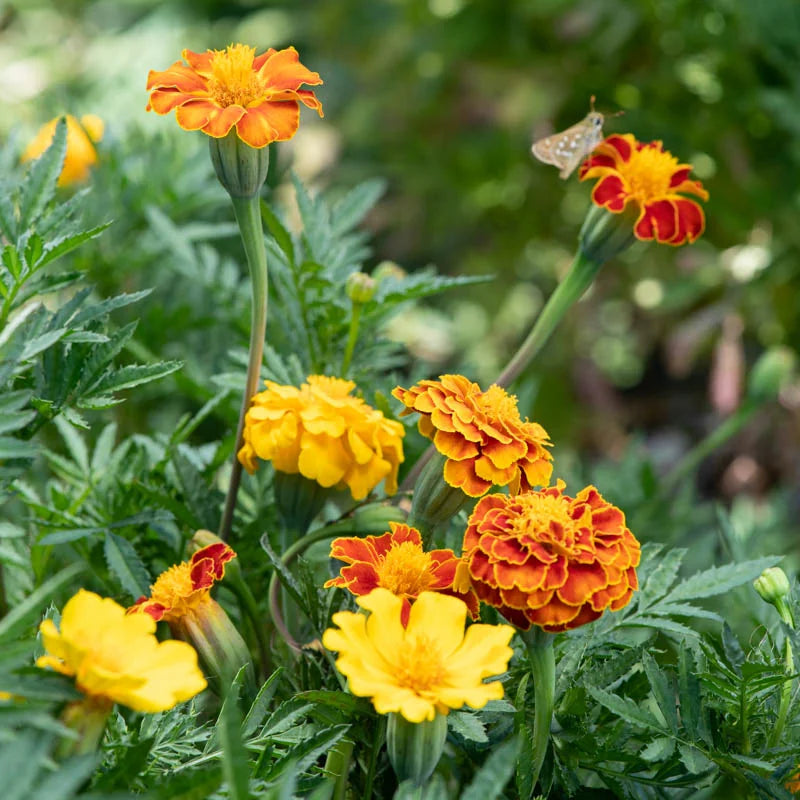 Tagetes China Cat Mix (Afrikaantjes) - Feggies