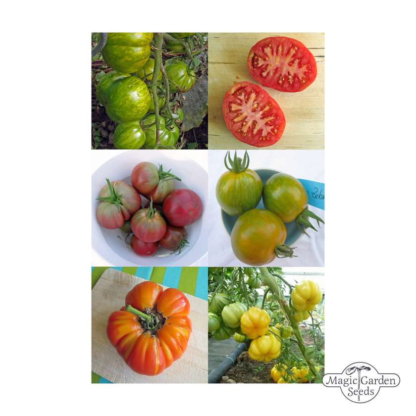 Kleurrijke Heirloom Tomaten Mix - Zaden Gift Box
