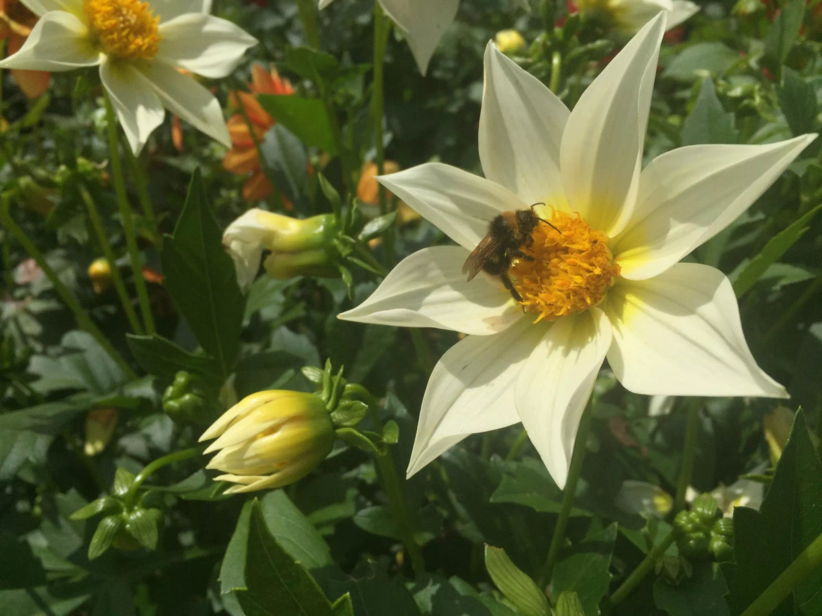 Eetbare Dahlia ‘Mignon’ – biologische zaden - Feggies