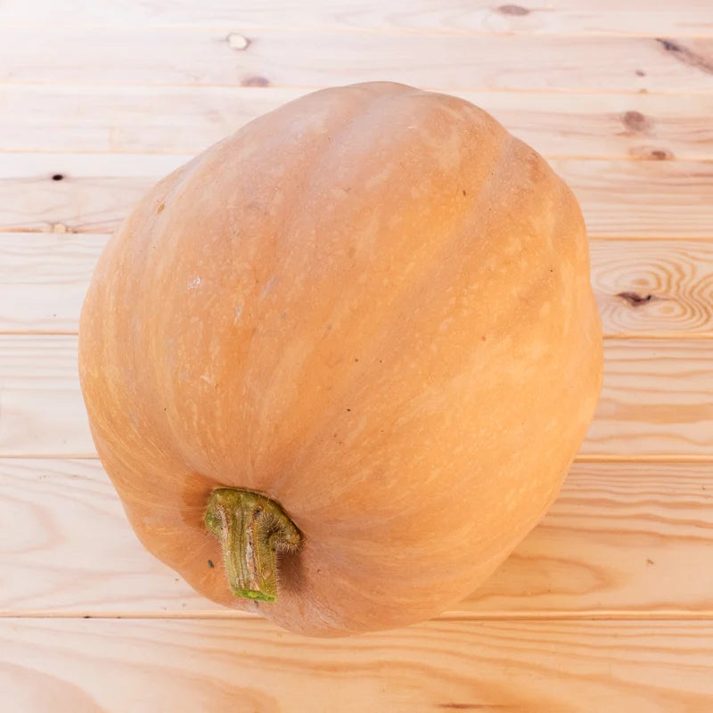 Dickinson Moschata Pompoen Biologisch