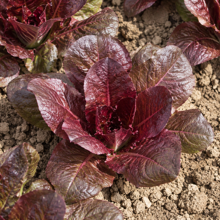 Duivelstong Romaine sla