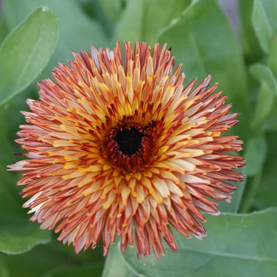 Goudsbloem/Calendula Antares Flashback Mix - Feggies