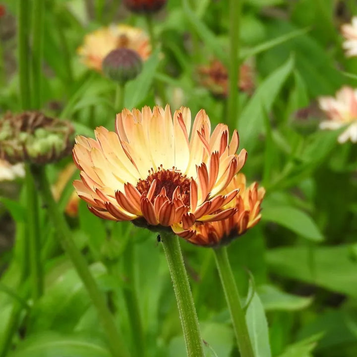 Goudsbloem ‘Touch of Red Buff’ (Calendula officinalis) – biologische zaden