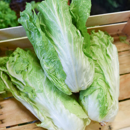 Groenlof Zuckerhut zaden biologisch