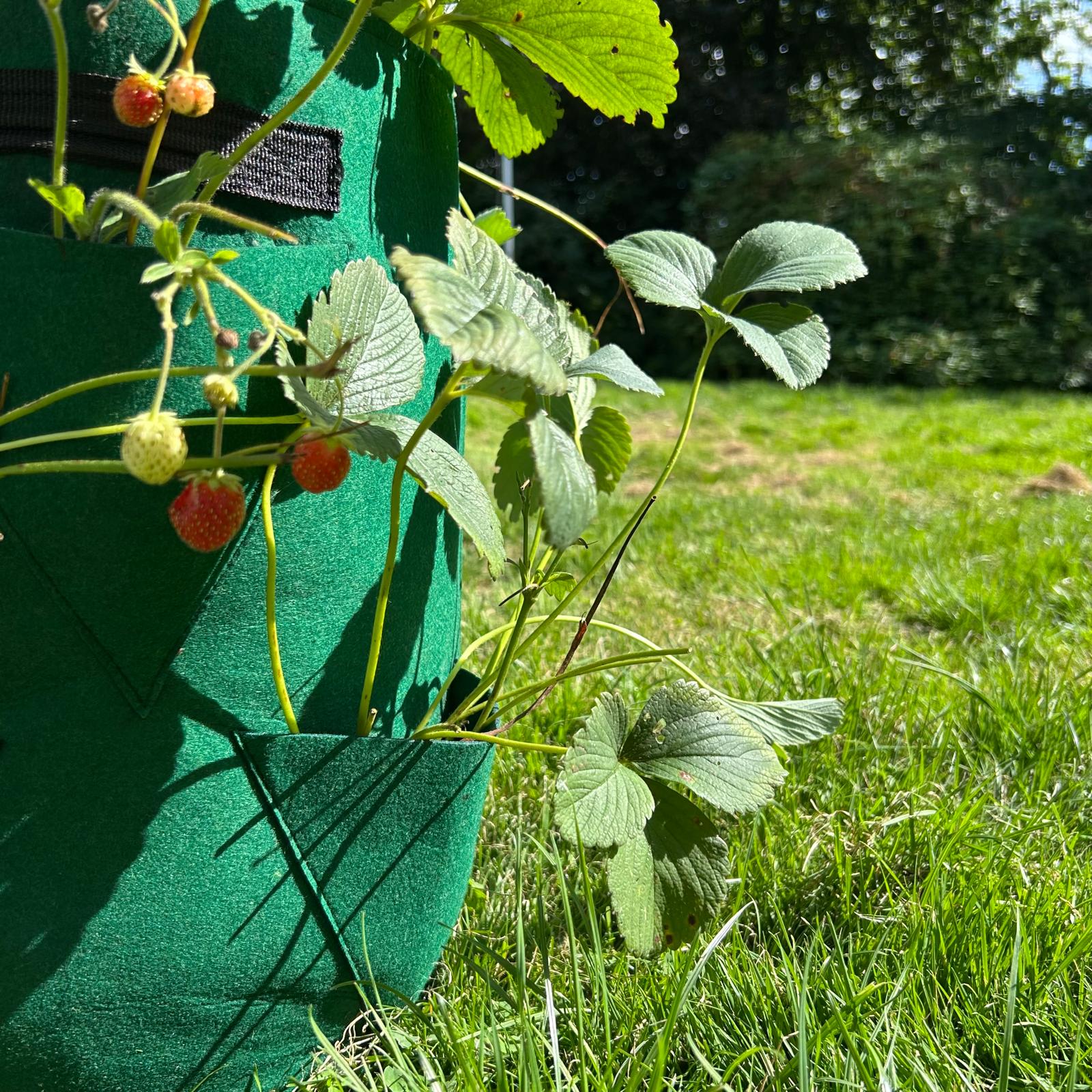 Feggies Grow Bag Aardbeien