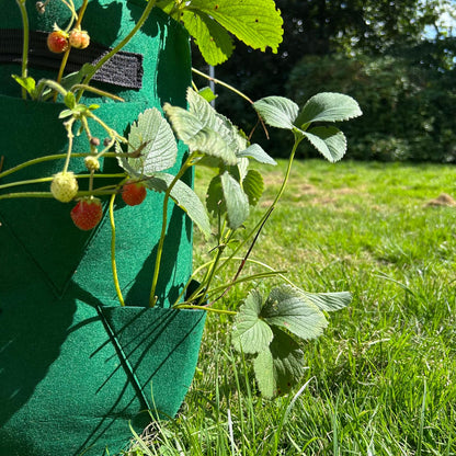 Feggies Grow Bag Aardbeien