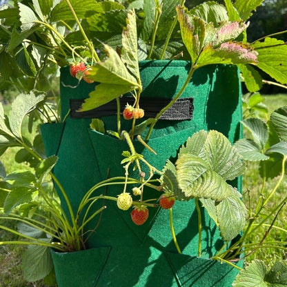 Feggies Grow Bag Aardbeien