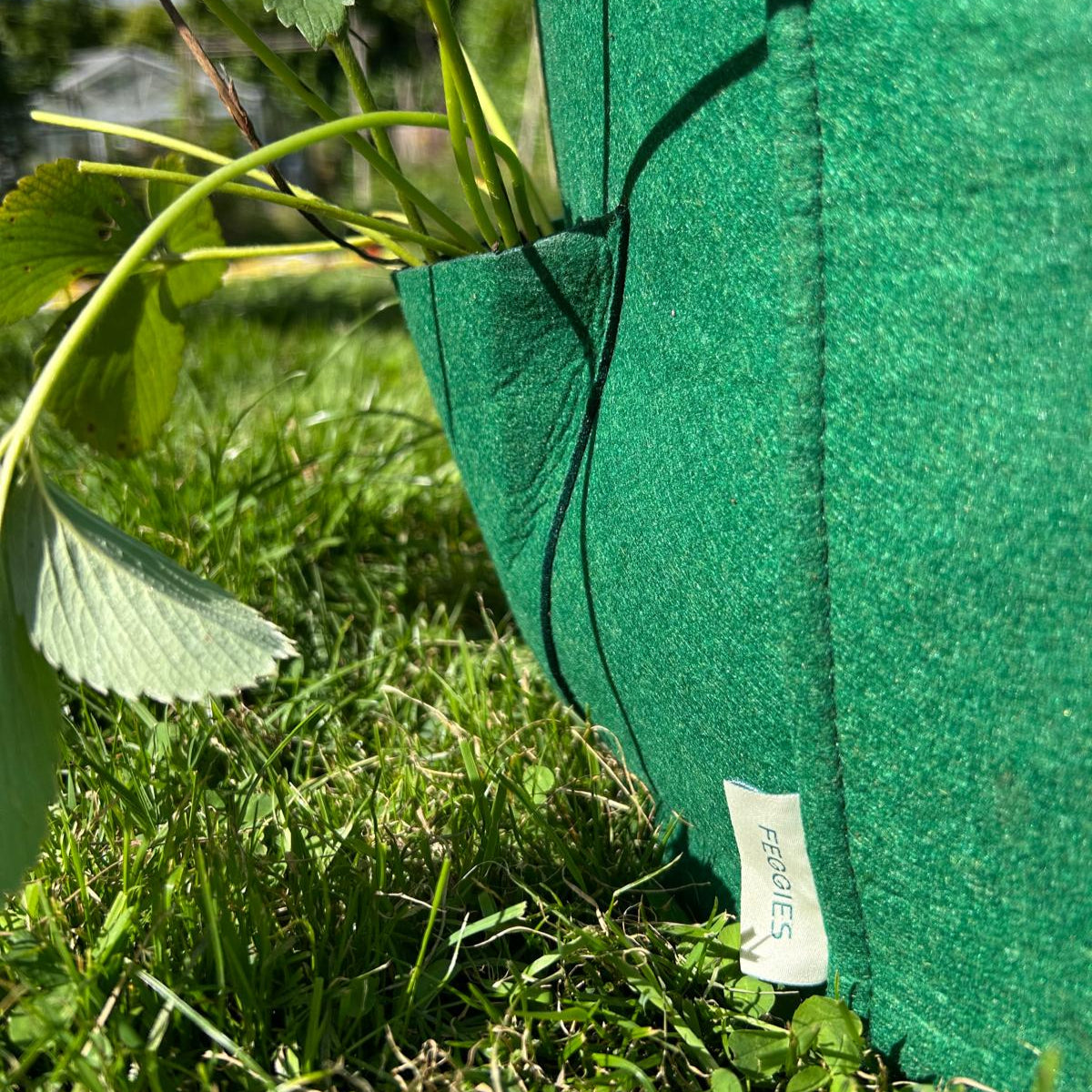 Feggies Grow Bag Aardbeien