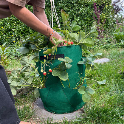 Feggies Grow Bag Aardbeien