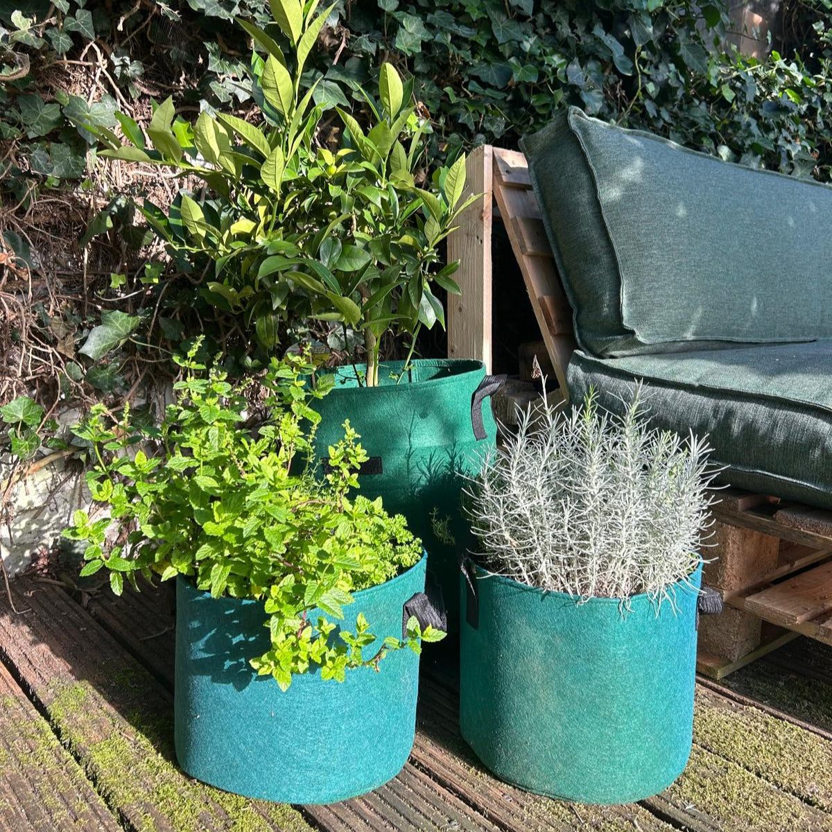 Feggies Grow Bag Set