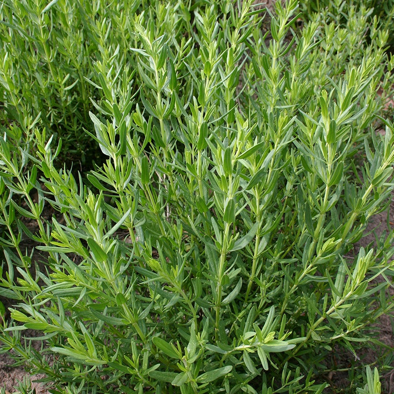 Hyssop Biologisch - Feggies