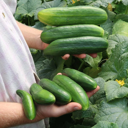 Potkomkommer Antje biologische zaden