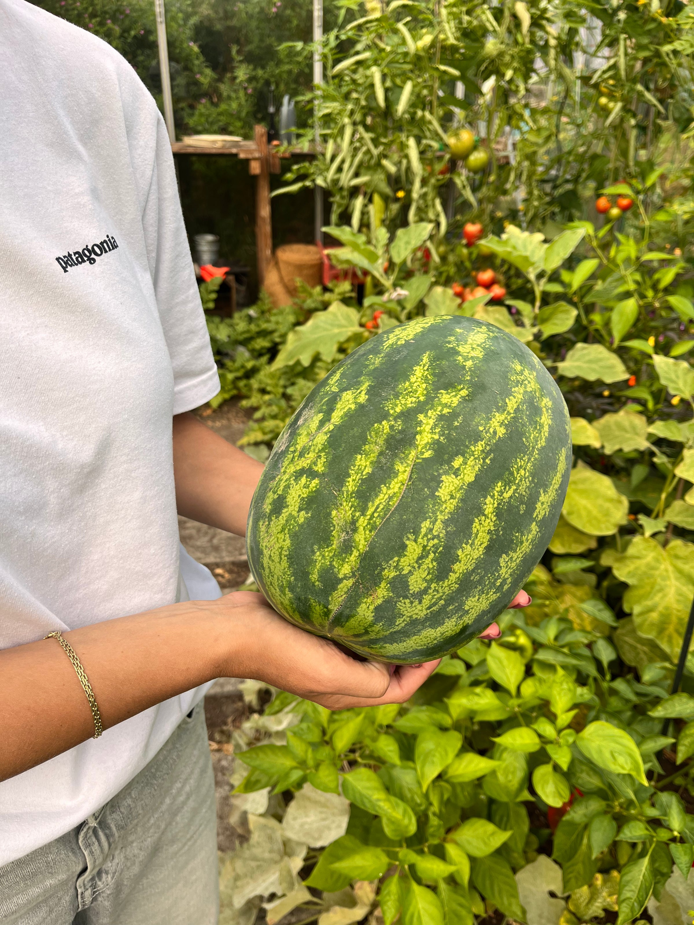 Zelfgekweekte watermeloen tussen de bladeren