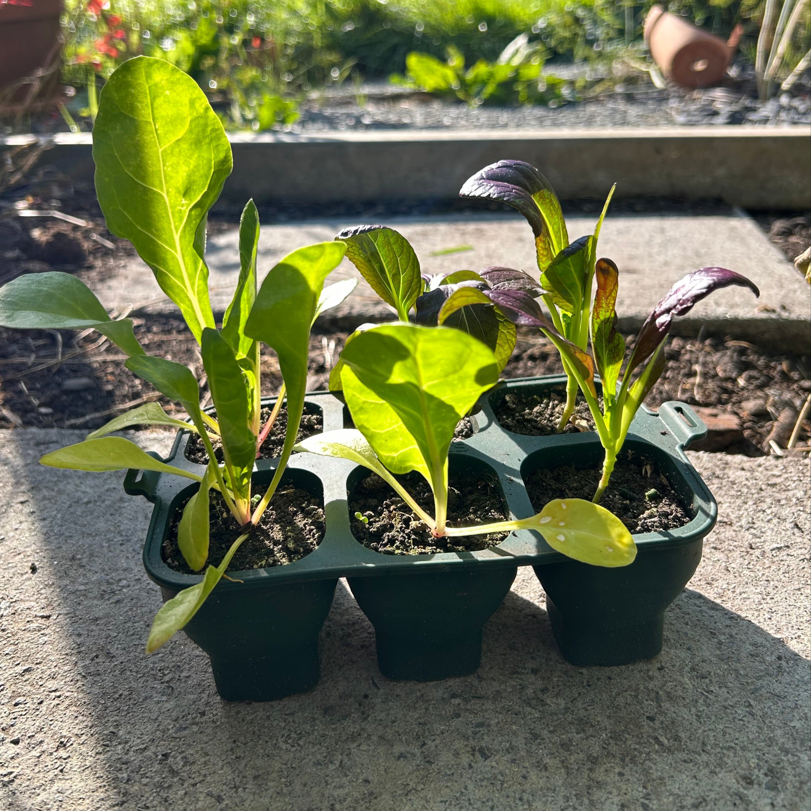 Feggies opvouwbare zaaitray