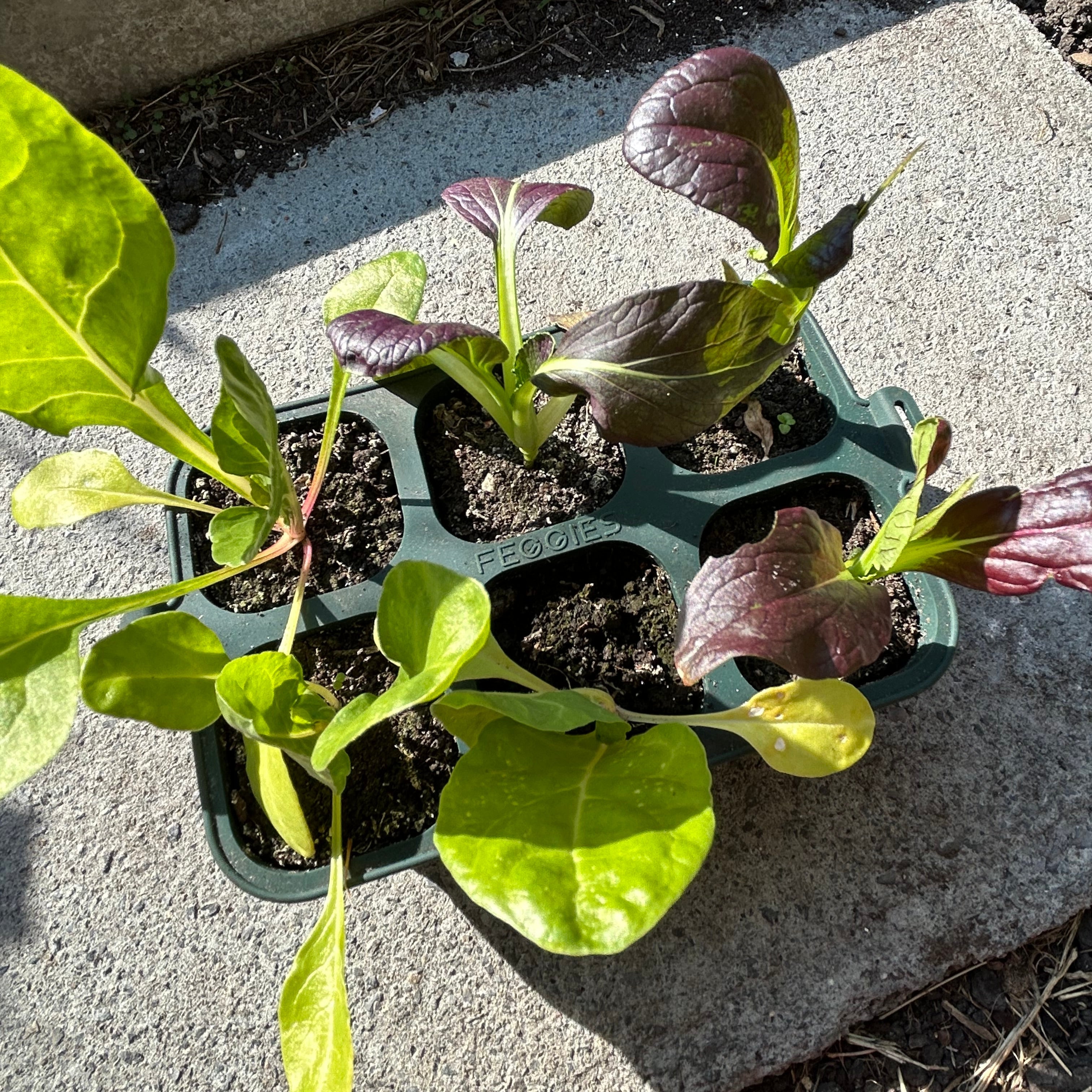 Feggies opvouwbare zaaitray