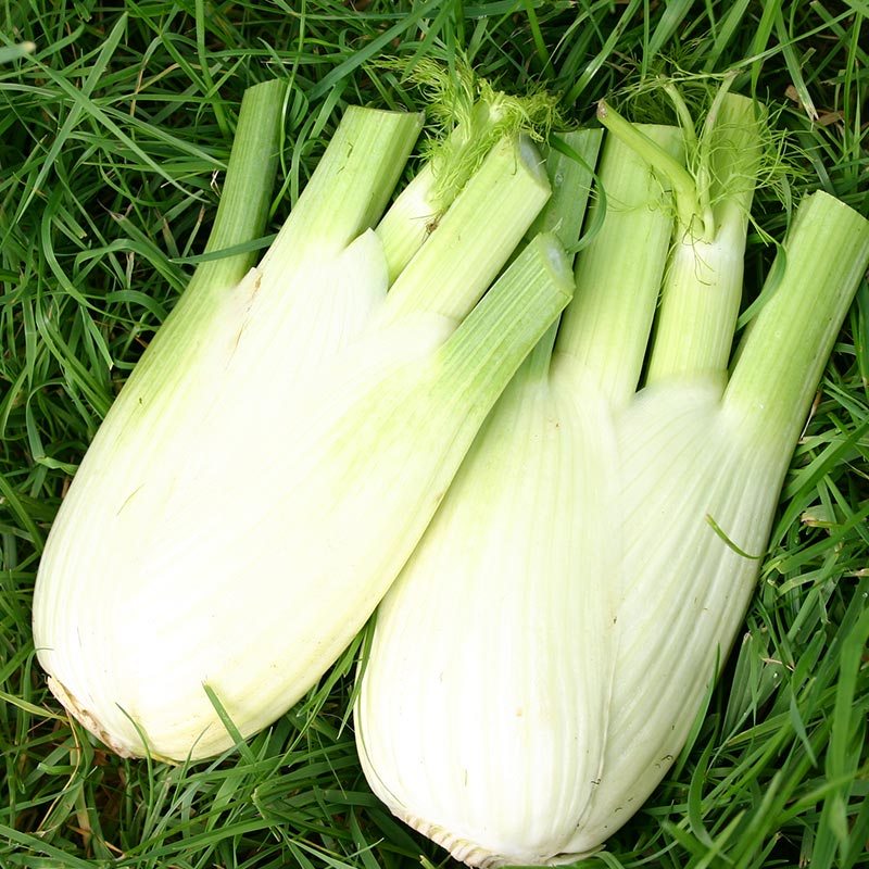 Knolvenkel 'Fino' Biologisch