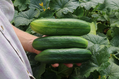 Potkomkommer Antje biologische zaden