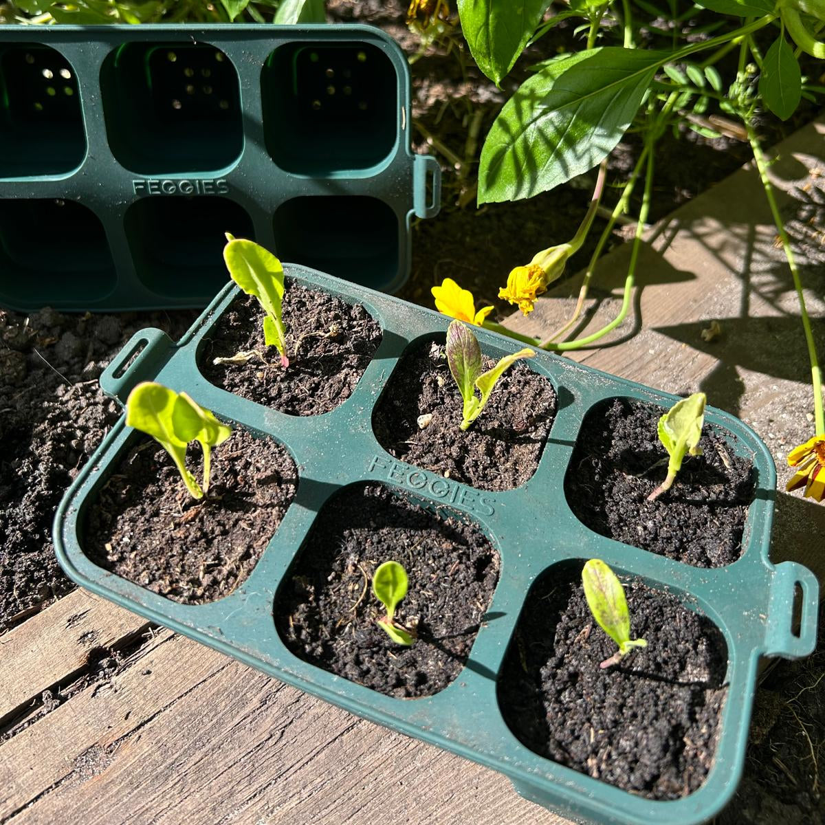 Feggies opvouwbare zaaitray