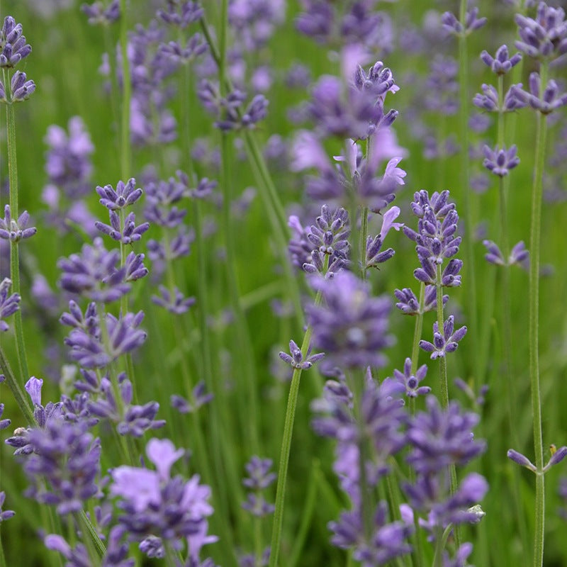 Lavendel Biologisch - Feggies