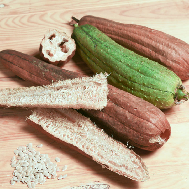 Luffa witte zaden
