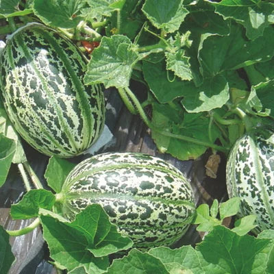 Meloen Lunéville Biologisch - Feggies