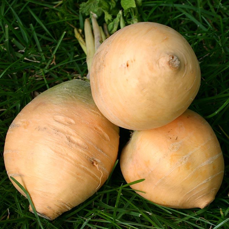 Meiraap 'Goldana' Biologisch - Feggies