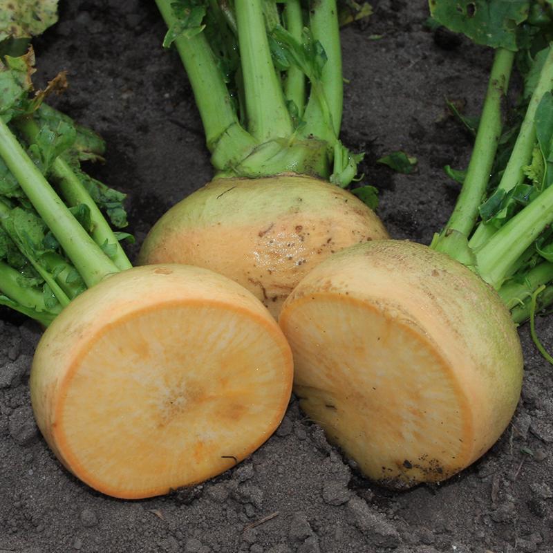 Meiraap 'Goldana' Biologisch - Feggies