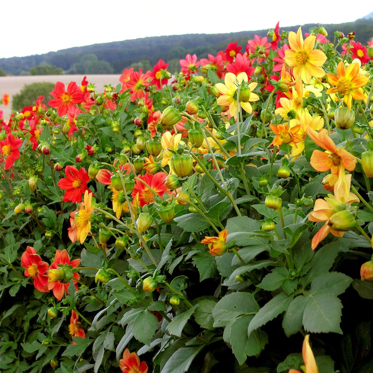 Eetbare Dahlia ‘Mignon’ – biologische zaden - Feggies