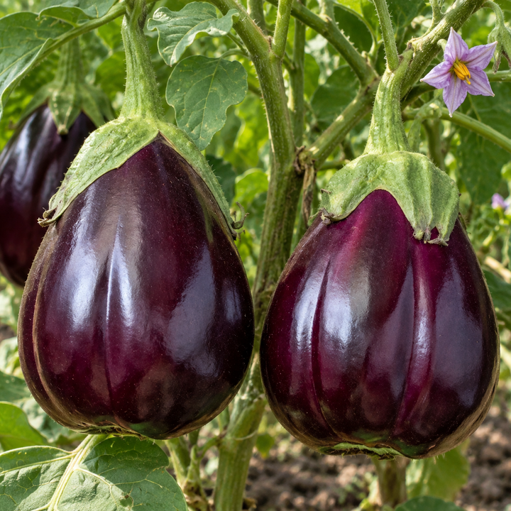 Monsterlijke aubergine van New York