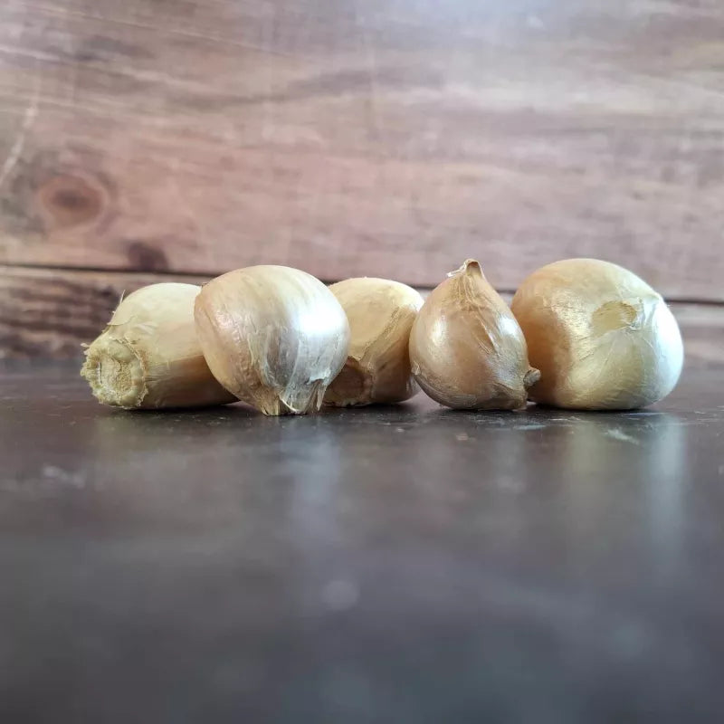 Herfstknoflook Olifant Knoflook Biologisch