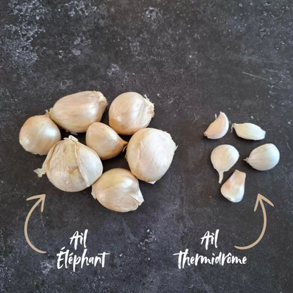 Herfstknoflook Olifant Knoflook Biologisch