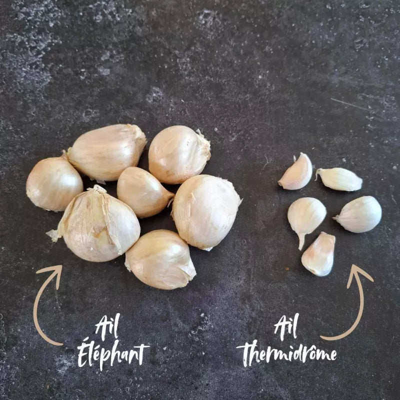 Herfstknoflook Olifant Knoflook Biologisch