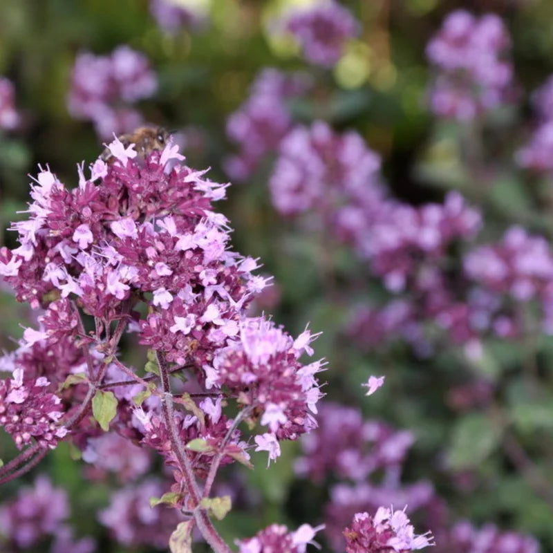 Oregano zaden biologisch - Feggies