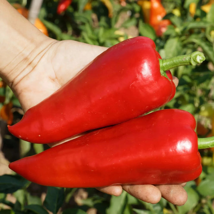 Paprika ‘Red Augsburger’ (Capsicum annuum) – biologische zaden