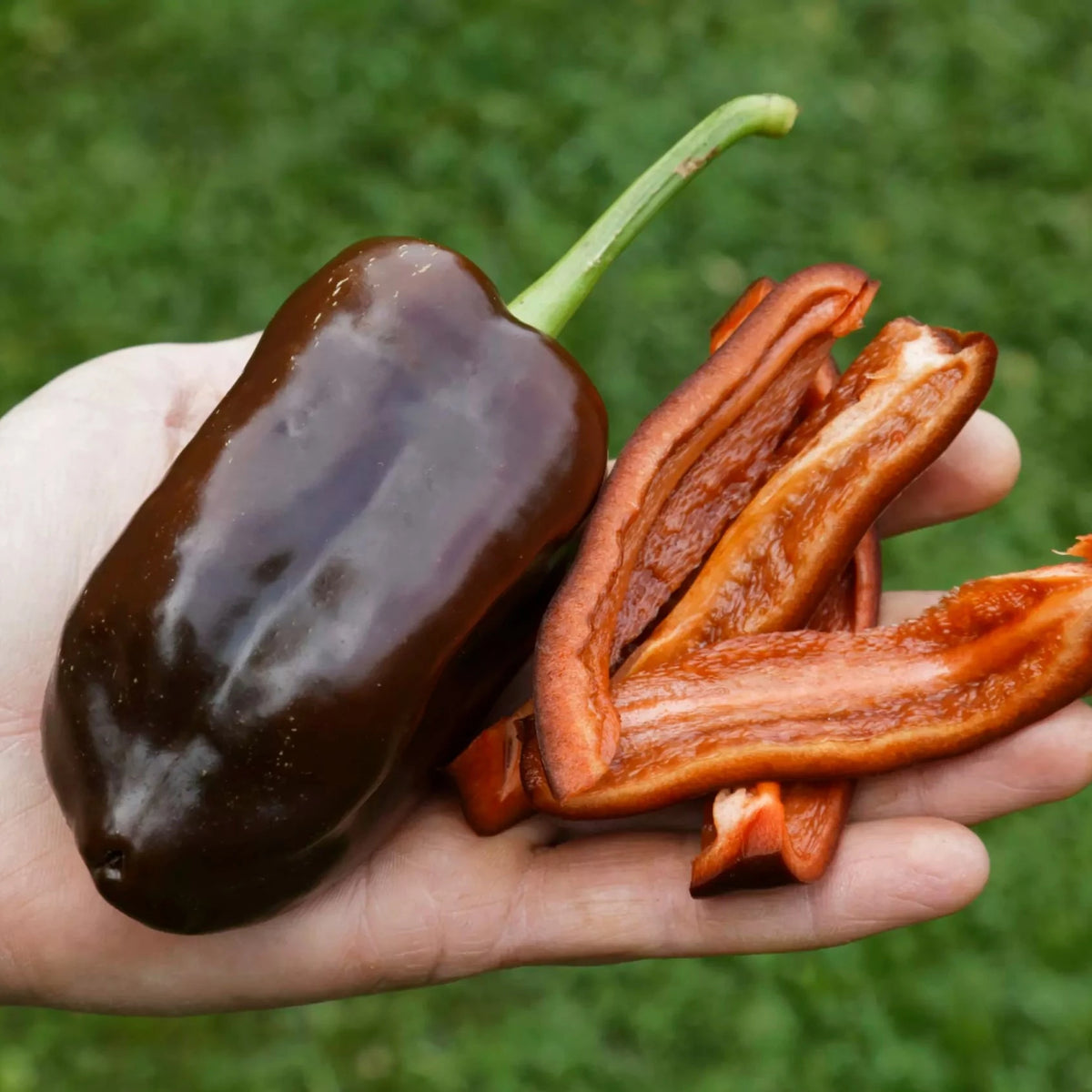 Paprika ‘Sweet Chocolate’ (Capsicum annuum) – biologische zaden - Feggies