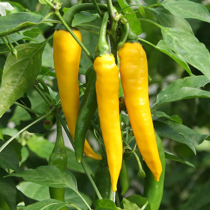 Peper 'Koh Chang' Biologisch - Feggies