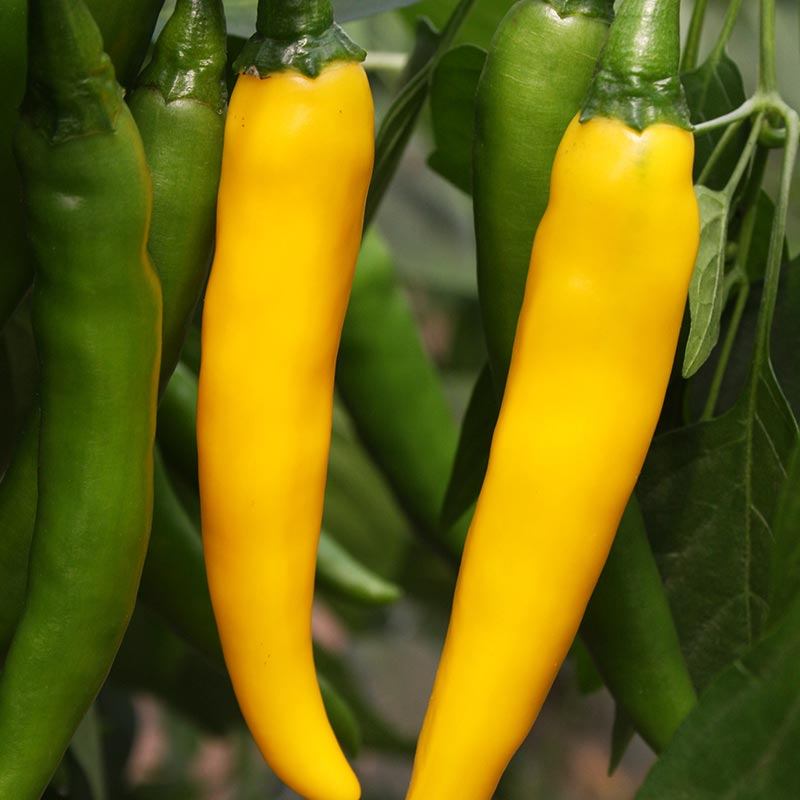Peper 'Koh Chang' Biologisch - Feggies
