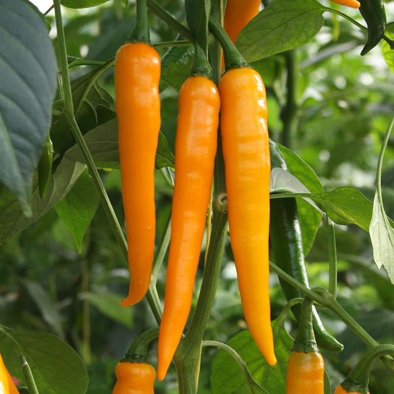 Peper 'Koh Tao' Biologisch - Feggies