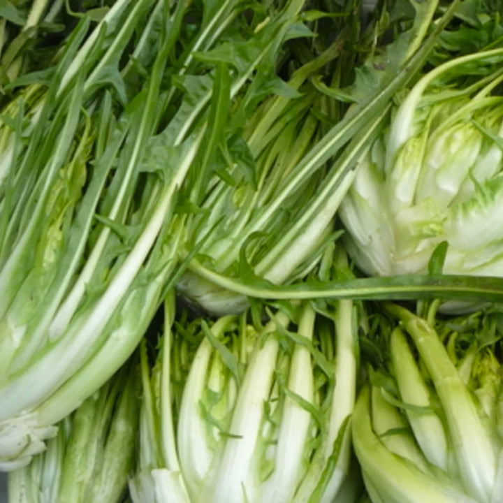 Puntarelle di Galatina (Cichorium intybus) – biologische zaden